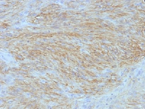 ANO1 Antibody