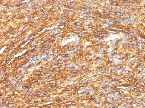 ANO1 Antibody