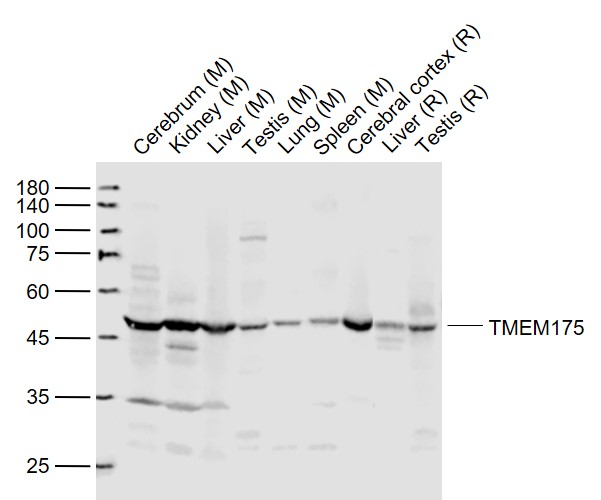 TMEM175 antibody