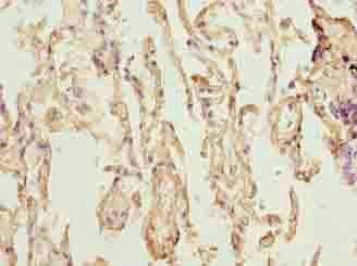 TMEM19 Antibody