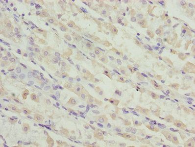 TMEM19 Antibody