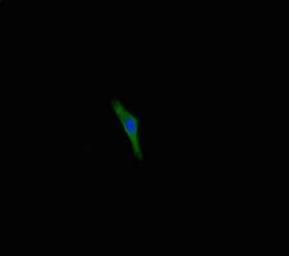 TMEM213 Antibody