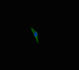 TMEM213 antibody