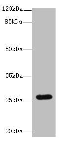 TMEM217 Antibody