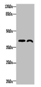 TMEM255A antibody