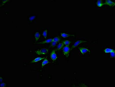 TMEM40 Antibody