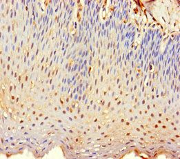 TMEM40 Antibody