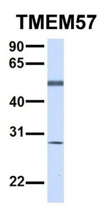 TMEM57 antibody