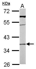 transmembrane protein 59 Antibody