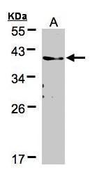 transmembrane protein 59 Antibody