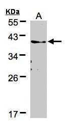 TMEM59 antibody