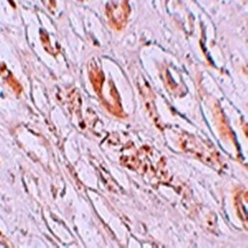 TMEM59 Antibody