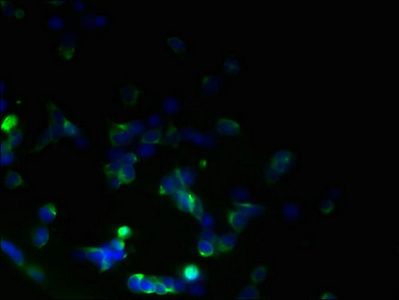 TMEM59L Antibody