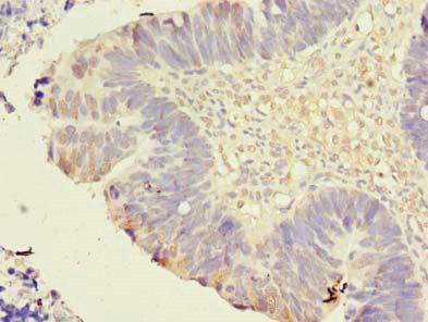 TMEM59L Antibody