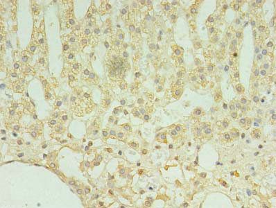 TMEM9 antibody