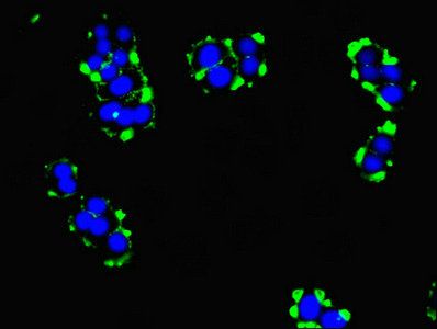 TMEM95 antibody