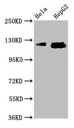 TMF1 Antibody