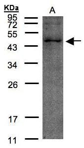 phosphodiesterase 4B Antibody