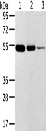 TMPRSS11F antibody