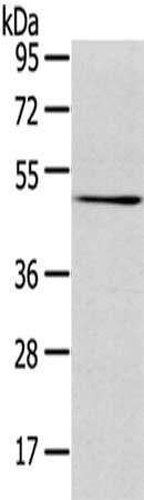 TMPRSS4 antibody