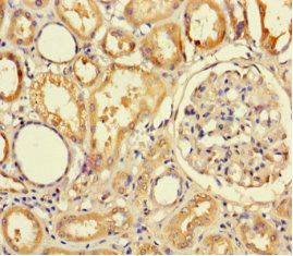 TMPRSS7 Antibody