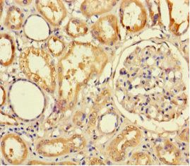 TMPRSS7 antibody