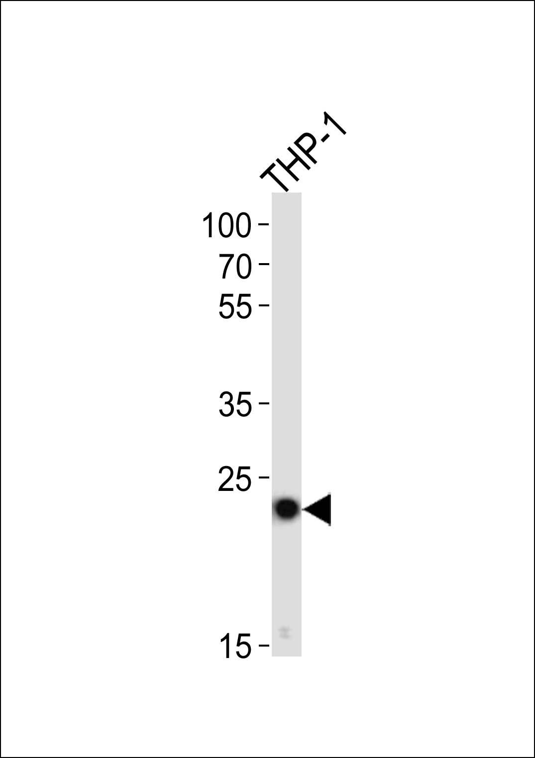 TMS1 antibody