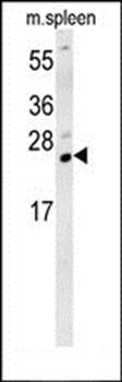 TMUB1 antibody