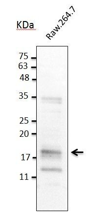 TNF alpha Antibody