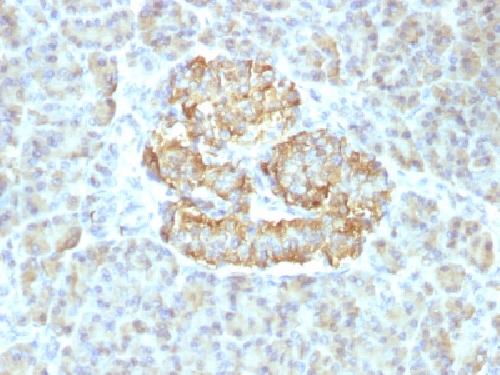 Recombinant TNF-alpha (Tumor Necrosis Factor alpha) Antibody