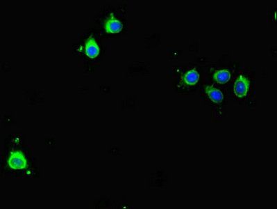 BIRC5 Antibody