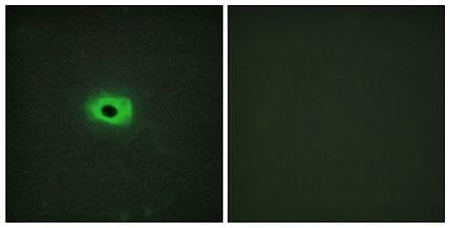 TNF12 Antibody