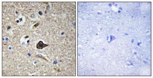 TNF12 Antibody