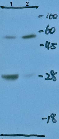 TNF alpha (1F6) Mouse Monoclonal Antibody