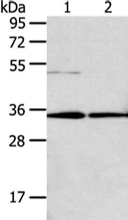 TNFAIP1 Antibody