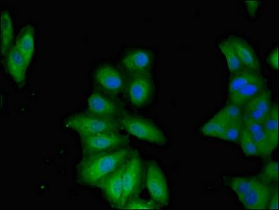 TNFAIP1 Antibody