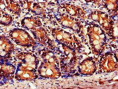 TNFAIP1 Antibody