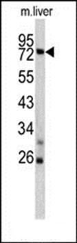TNFAIP2 antibody