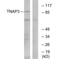 TNFAIP3 Antibody