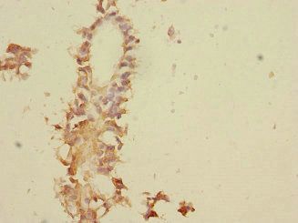 TNFAIP8 Antibody