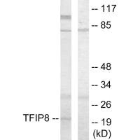 TNFAIP8 Antibody