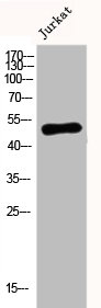 TNFRSF10A Antibody