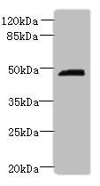TNFRSF10B Antibody