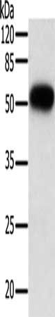 TNFRSF10B Antibody