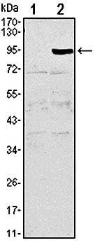 TNFRSF11B Antibody