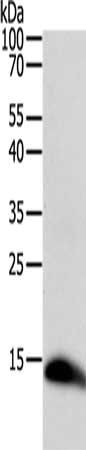 TNFRSF12A antibody