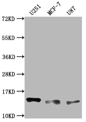 TNFRSF12A antibody