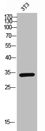 TNFRSF13B Antibody