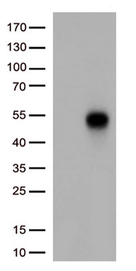 TNFRSF14 Antibody