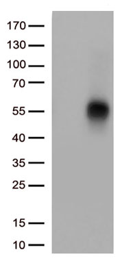 TNFRSF14 Antibody